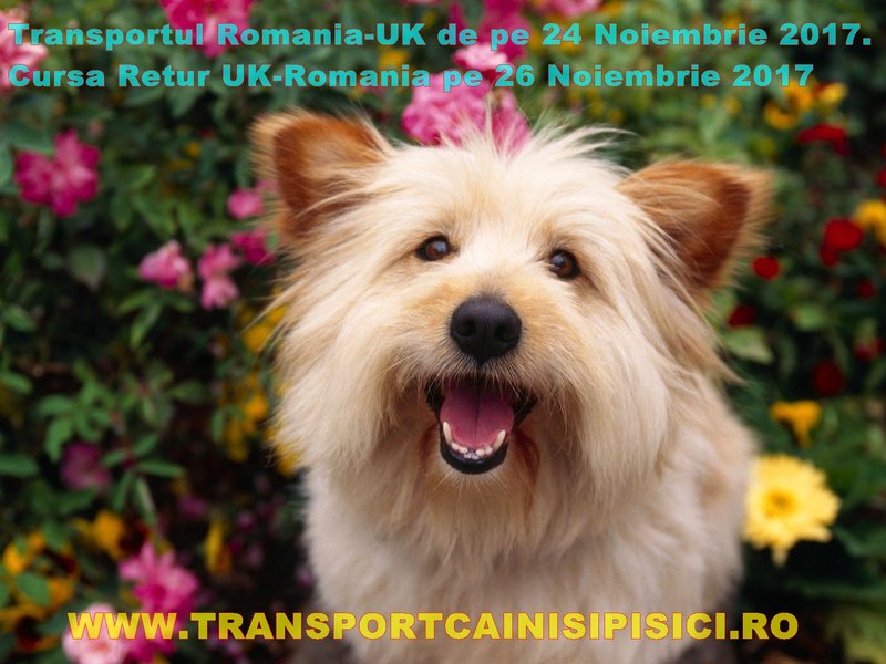 Angel Pet - Transport international animale de companie